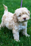 Tobie
