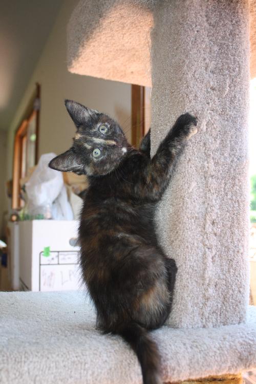 Little Tutti