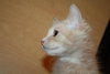 Siegfried