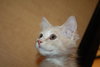 Siegfried