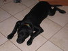 Rudy