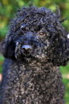 Dudley