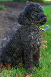 Dudley