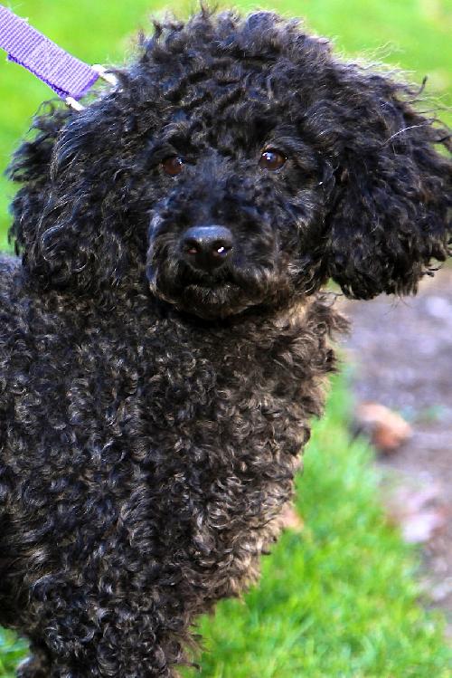 Dudley