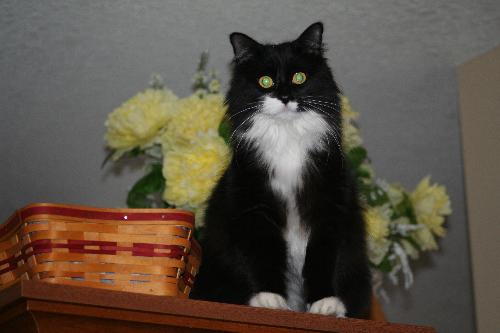 Mittens