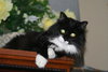 Mittens