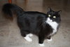 Mittens