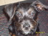 Hershey
