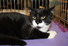 Ty - Front paw declawed