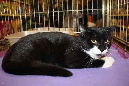 Ty - Front paw declawed