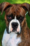 Duke