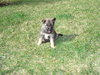 Bruno