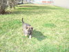 Boris