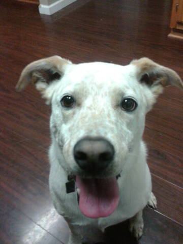 Mosby