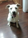Mosby