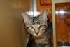 Tuffy