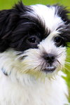 Stella