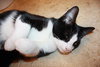 Tuxy