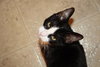 Tuxy