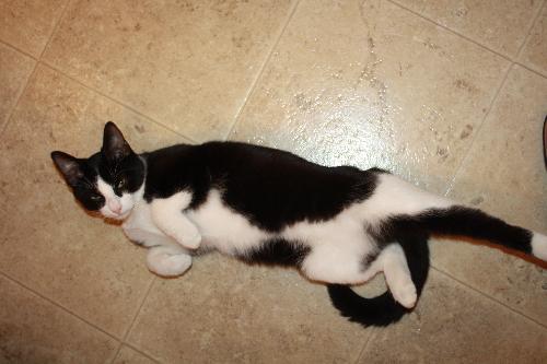 Tuxy