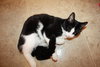Tuxy