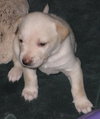 Lilly