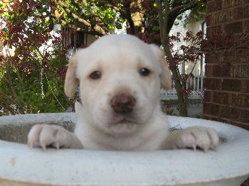 Lilly