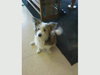 Scout