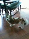 Scout
