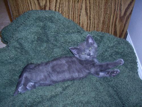 Kitten *
