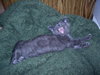 Kitten *