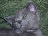 Kitten *
