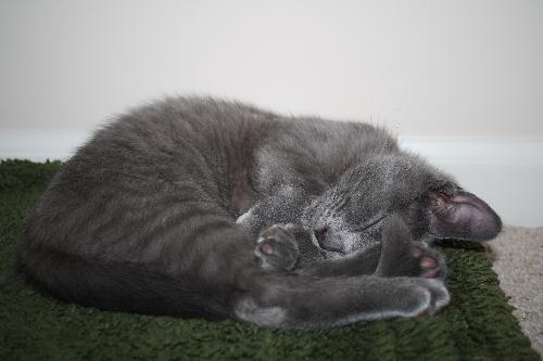 Smokey