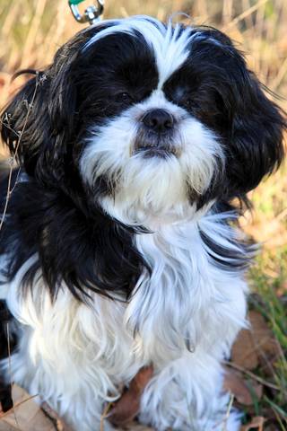 Coco