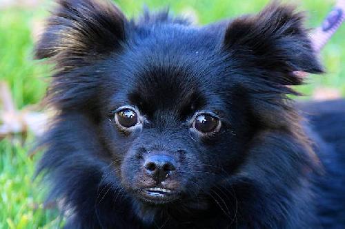 Mitzi