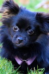 Mitzi
