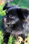 Mitzi