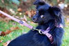 Mitzi