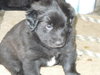 Harley