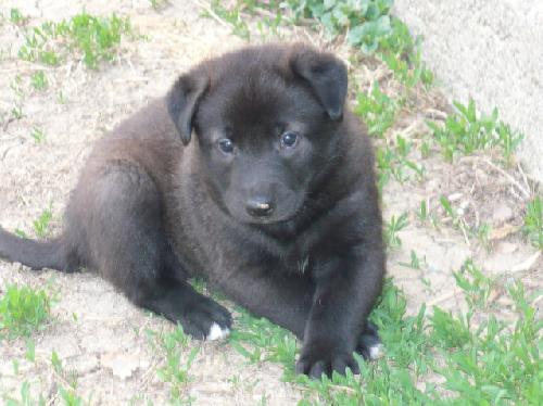 Winston