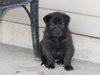Winston