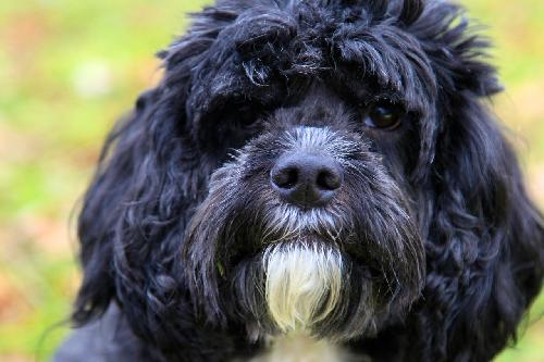 Chewy