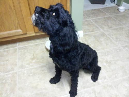 Daisy
