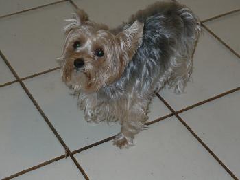 Lexie