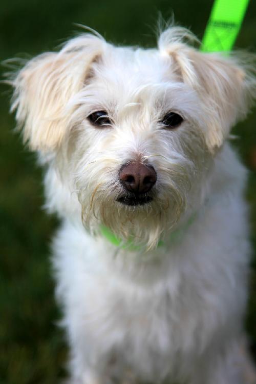 Pip