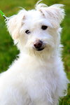 Pip