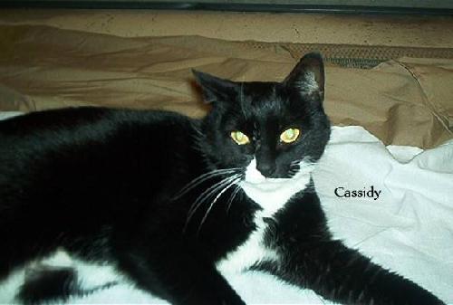 Cassidy