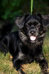 Bodhi