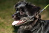 Bodhi