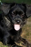 Bodhi